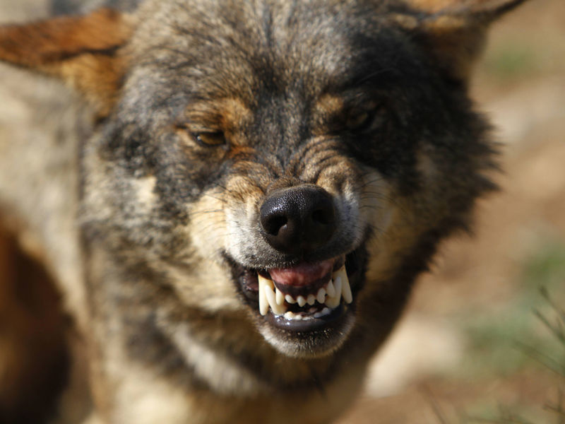 На севере Испании близ города Салас в провинции Астурия в понедельник утром, 30 мая, нашли подвешенную за веревку на дорожном знаке отрубленную голову иберийского волка