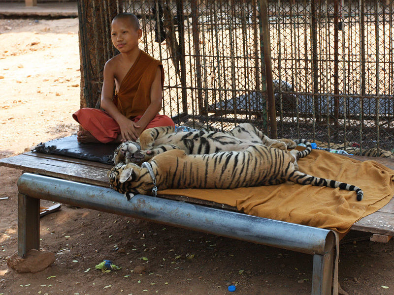 Из знаменитого буддийского монастыря в Таиланде вывозят тигров