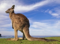 В Австралии из-за атаки кенгуру велопрогулка обернулась для двух подруг переломами и сотрясением