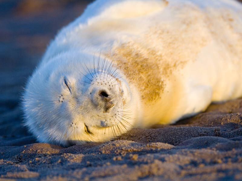 Федеральные власти обратились к отдыхающим на пляжах Новой Англии, США, с просьбой отказаться от селфи с морскими котиками ради безопасности животных