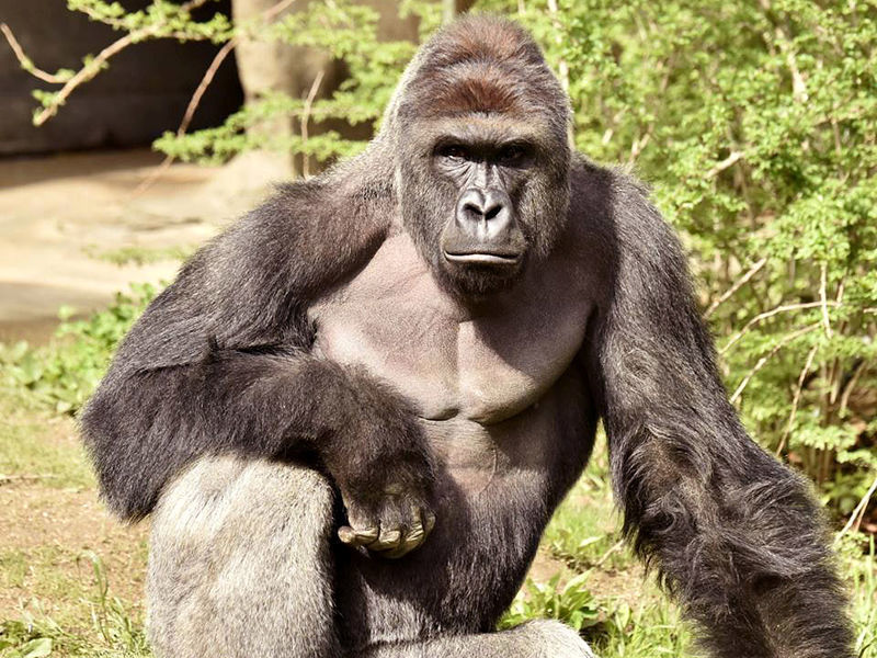Работники зоопарка Цинциннати в США застрелили гориллу с ребенком на руках