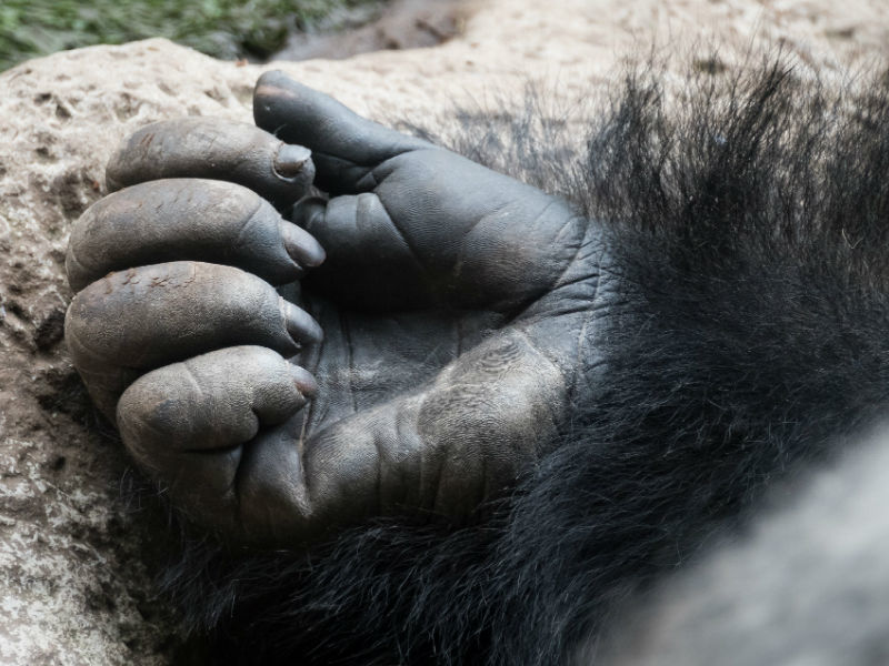 В США требуют наказать родителей ребенка, из-за которого в зоопарке застрелили гориллу