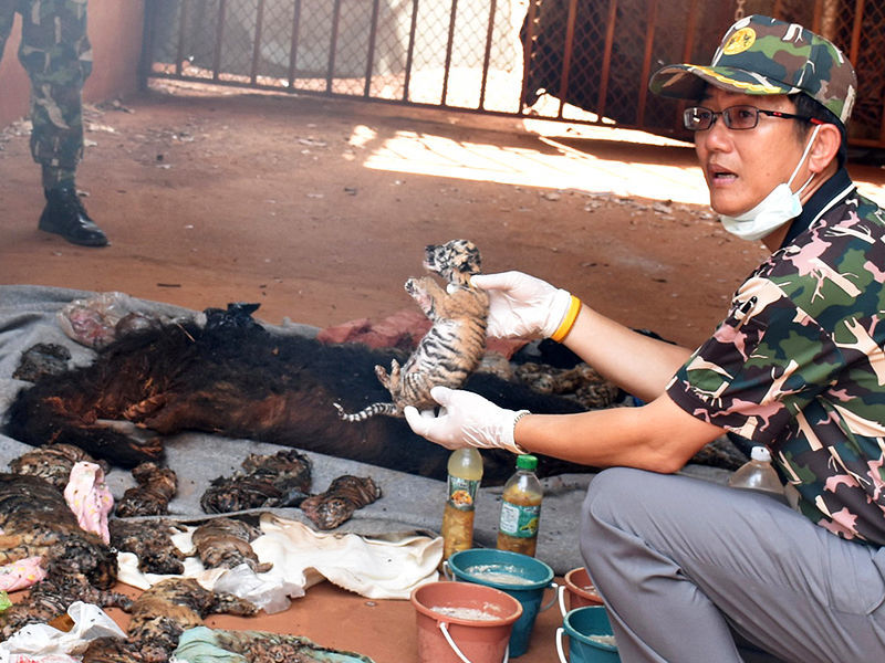 При вывозе тигров из буддийского монастыря в Таиланде нашли 40 мертвых тигрят