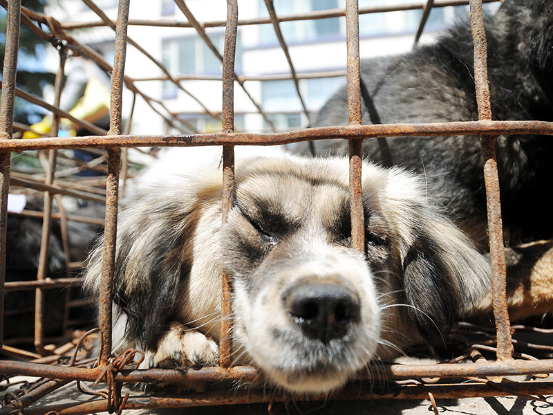 Ежегодный фестиваль собачьего мяса, проводящийся в китайском городе Юлин, в последнее время столкнулся с жесткой критикой со стороны защитников животных, кроме того, у властей Китая также появляются претензии к мероприятию