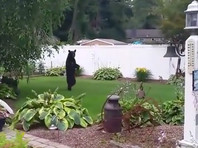 "Прямоходящий" медведь стал героем видеоролика в США