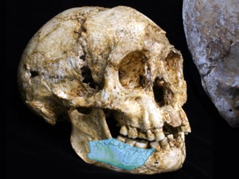 Теперь австралийские палеонтологи раскопали фрагмент челюсти и несколько зубов, по всей видимости, принадлежавших одному взрослому и двоим детям - предположительно, предкам "хоббитов"