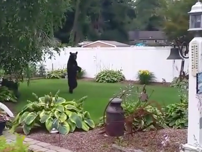 Интернет-пользователи США активно обсуждают видео, появившееся в Сети, на котором запечатлено необычное животное - медведь, ходящий на задних лапах