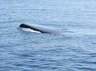 В Калифорнии пытаются спасти голубого кита, угодившего в рыболовные снасти (ВИДЕО)