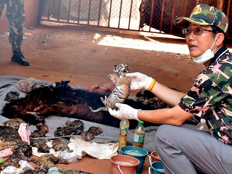 В тайском "тигрином монастыре" обнаружили десятки трупов тигрят, из которых монахи делали сувениры и снадобья