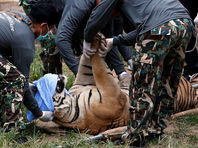На этой неделе специалисты по охране дикой природы начали вывозить оставшихся тигров из монастыря. На сегодняшний день перемещены уже 52 тигра, 85 животных пока остаются в храме