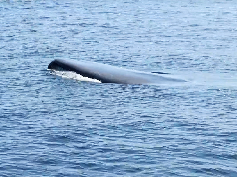 У побережья города Дана-Пойнт, штат Калифорния, специалисты пытаются освободить голубого кита, запутавшегося в рыболовных снастях. К месту происшествия отправили команду экспертов федерального уровня