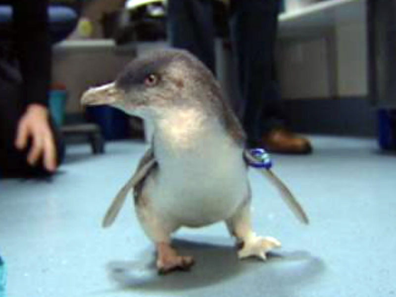 Ученые в Новой Зеландии провели необычную операцию по установке искусственного протеза пингвину, у которого была ампутирована одна нога. Уникальность данного случая состояла в том, что протез был изготовлен на 3D-принтере