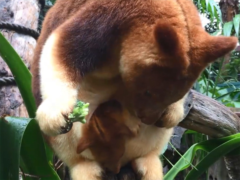 В австралийском Перте из материнской сумки высунулся и попал на ВИДЕО новорожденный древесный кенгуру