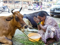 В Индии решили вложить в скоростную железную дорогу еще миллиард, чтобы обезопасить священных коров
