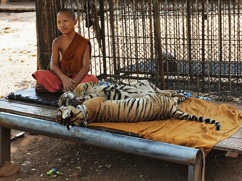 На территории скандально известного буддийского монастыря в тайской провинции Канчанабури, откуда власти эвакуируют тигров, обнаружены трупы еще ,более 30 тигрят