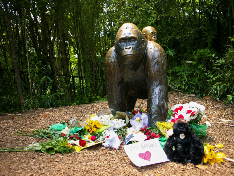 Мать ребенка, из-за которого в зоопарке Цинциннати застрелили гориллу, избежит наказания