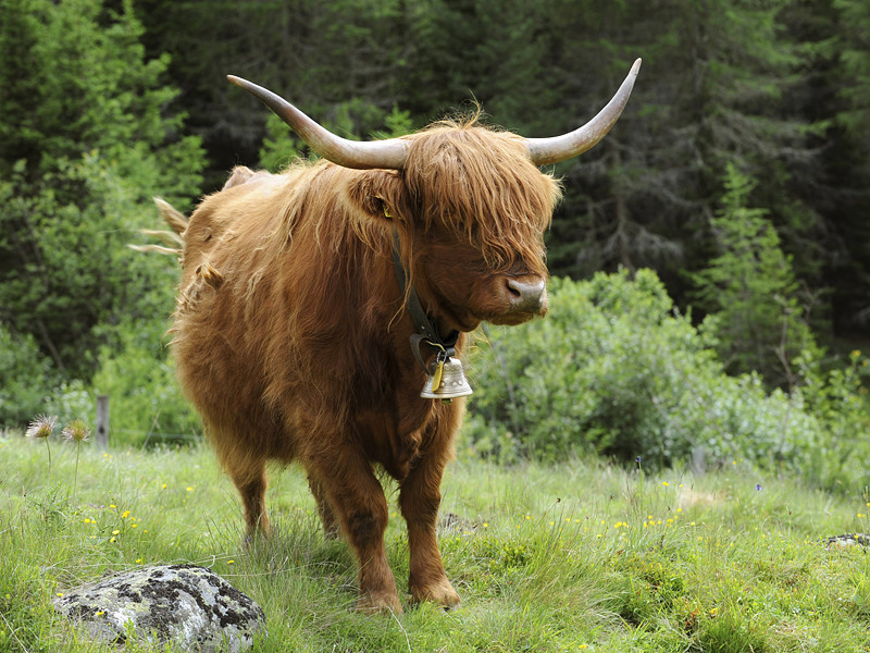 В Швейцарии корова устроила побег, лишив себя летних каникул в Альпах