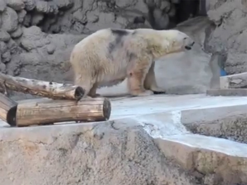 В Аргентине умер последний белый медведь: 30-летнее животное погибло из-за жары