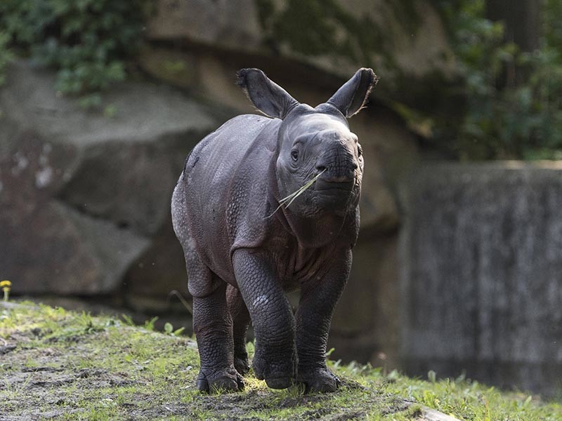 Защитники дикой природы спасли шесть детенышей носорога от паводков в национальном парке Кэзирэнга на северо-востоке Индии. Наводнение угрожало животным в штате Ассам, откуда многих переместили на соседние от парка холмы Карби Англонд