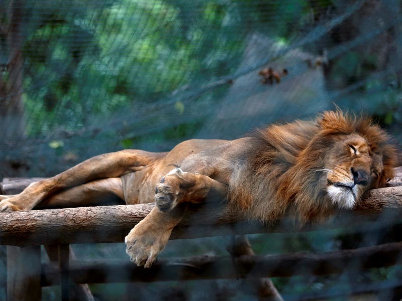 В Венесуэле в столичном зоопарке "Карикуао" наблюдается массовый падеж животных из-за нехватки продовольствия: за последние полгода в этом одном из главных зоопарков страны умерли около 50 питомцев