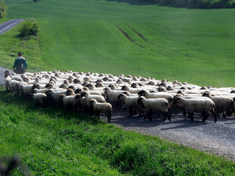 В Германии собаку судят за стресс у овец - по версии истца, 12 животных умерли от страха