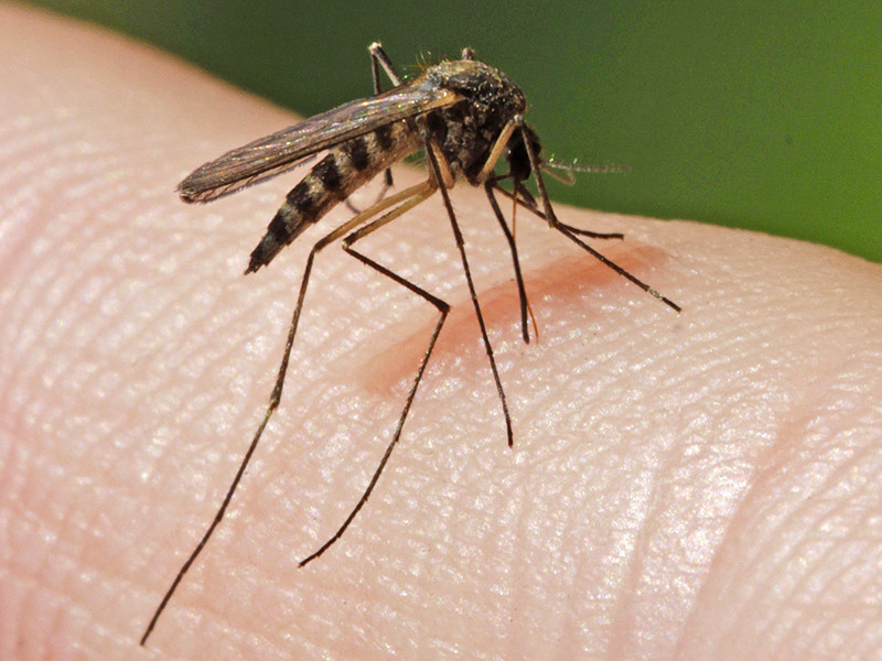 На Каймановых островах выпустили первую партию генно-модифицированных комаров для борьбы с вирусом Зика