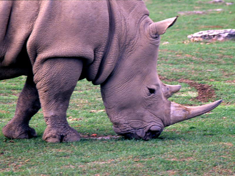 Северокорейского дипломата уличили в торговле рогами носорога в Мозамбике