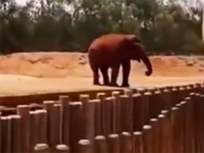 В зоопарке Марокко слон убил семилетнюю девочку