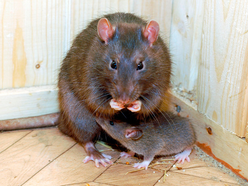 Новая Зеландия поставила амбициозную цель - истребить всех крыс за 35 лет