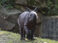 Маленьких носорогов спасли от наводнения в индийском зоопарке