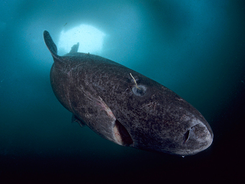 Гренландская акула названа главным долгожителем среди позвоночных