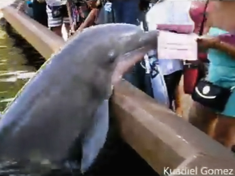 Посетительница парка развлечений и морского зоопарка-океанариума SeaWorld в американском городе Орландо (штат Флорида) едва не лишилась планшета из-за расшалившегося дельфина