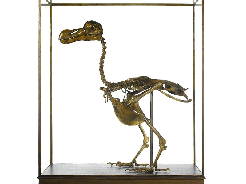 В Британии впервые за сто лет на торги в ноябре будет выставлен скелет птицы додо. Этот вид нелетающей птицы, известный еще как "маврикийский дронт", вымер в конце XVII века