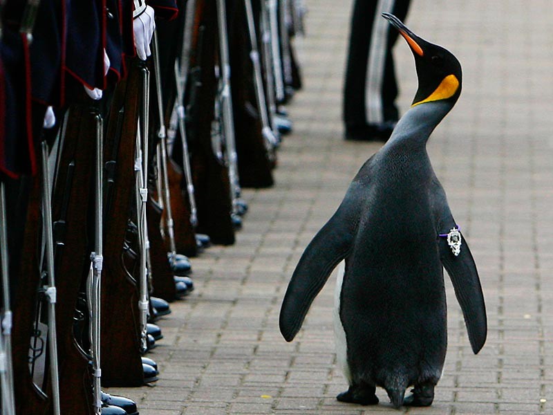 Пингвин из зоопарка Эдинбурга получил завние бригадного генерала Королевской гвардии Норвегии