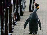 Пингвин из зоопарка Эдинбурга дослужился до генерала норвежской гвардии