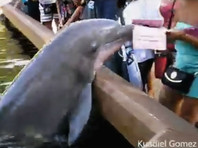 В США дельфин попытался ограбить посетительницу парка развлечений (ВИДЕО)