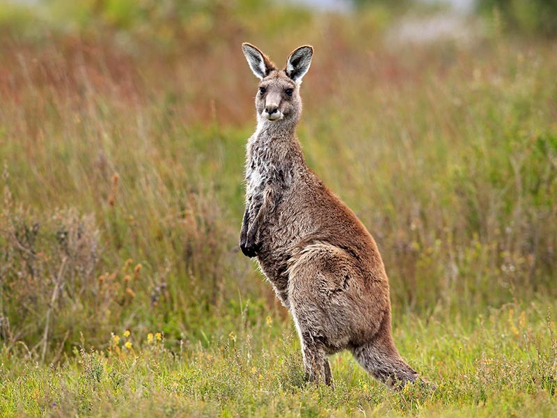 Жительница австралийского города Пойнт-Вернон (штат Квинсленд) Аргентина Абиджарон померялась силой с кенгуру, напавшим на ее двухлетнюю дочь