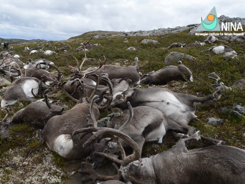В Норвегии зафиксирована массовая гибель оленей от удара молнии