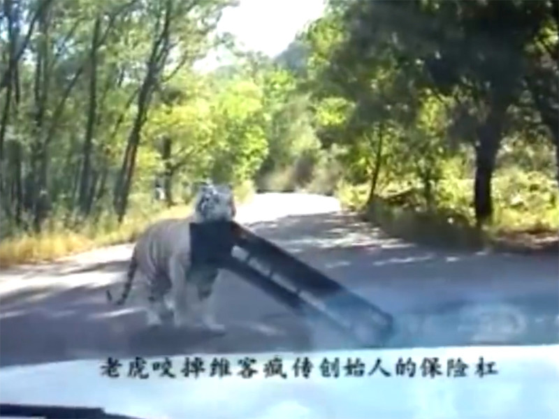 В пекинском сафари-парке, где растерзали женщину, тигр напал на машину