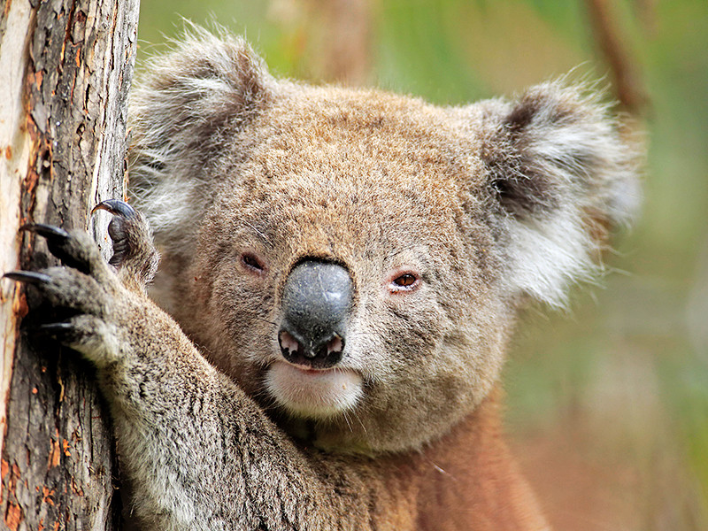 Ученые Университет Гриффита в Брисбене выяснили, что коалы умнее, чем считалось ранее