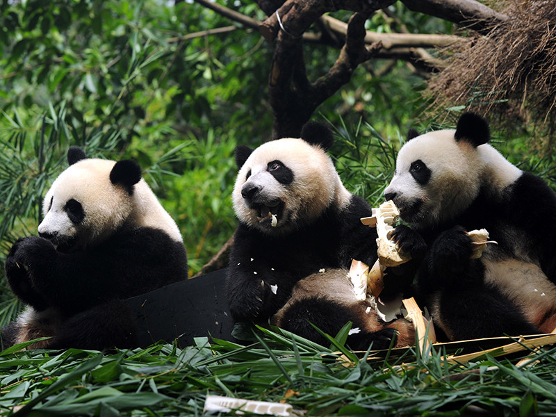 Большая панда больше не входит в число видов животных, находящихся под угрозой исчезновения