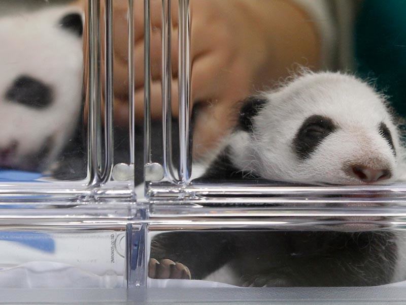 Сотрудники зоопарка Шенбрунн в Вене наконец смогли определить пол двух детенышей большой панды, родившихся в питомнике месяц назад, 7 августа