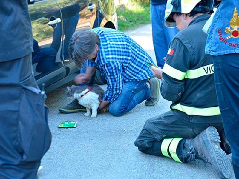 В Италии кот выжил, проведя 32 дней под завалами после землетрясения
