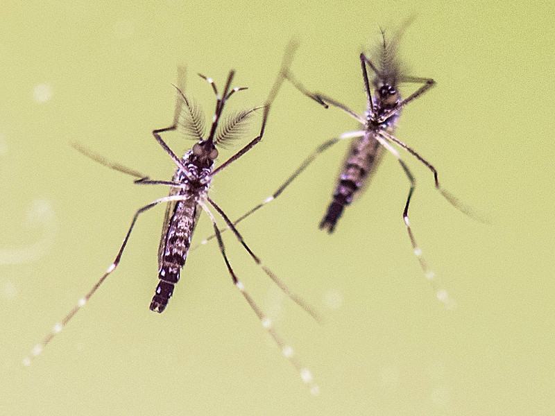 В США конгрессмен пытался убедить коллег принять закон с помощью банки с комарами, переносящими вирус Зика