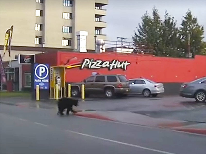 Полиция города Анкоридж, расположенного в южной части Аляски, в течение двух часов гонялась за четвероногим подозреваемым. Молодой черный медведь разгуливал по тротуарам, пугая прохожих, перебегал дороги в неположенных местах и пытался скрыться от патрульных в Pizza Hut