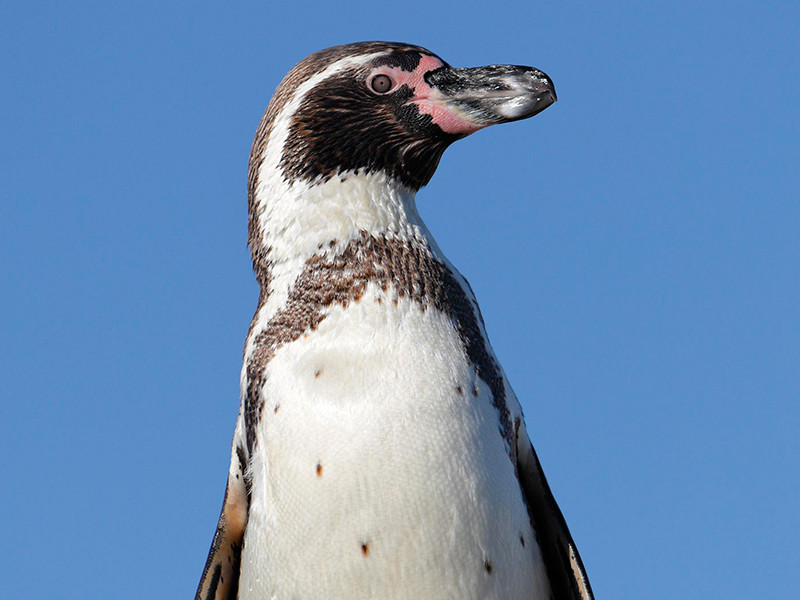 В Перу проголодавшийся пингвин совершил шумный визит на кухню местных жителей