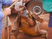 В Австралии поймали крупного крокодила, убивавшего коров