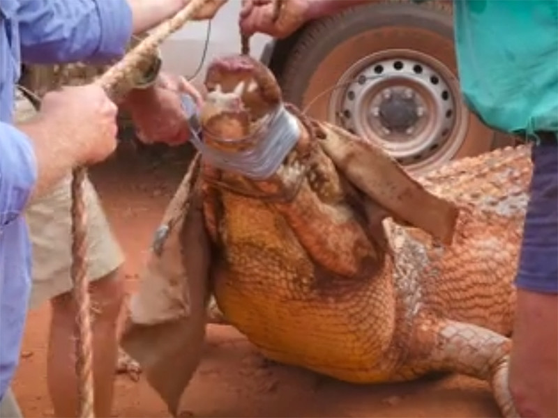 В Австралии поймали крупного крокодила, убивавшего коров