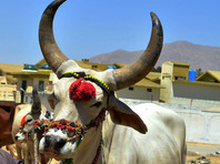 В Пакистане корову и быка сняли с крыши  четырехэтажного дома, где они жили четыре года