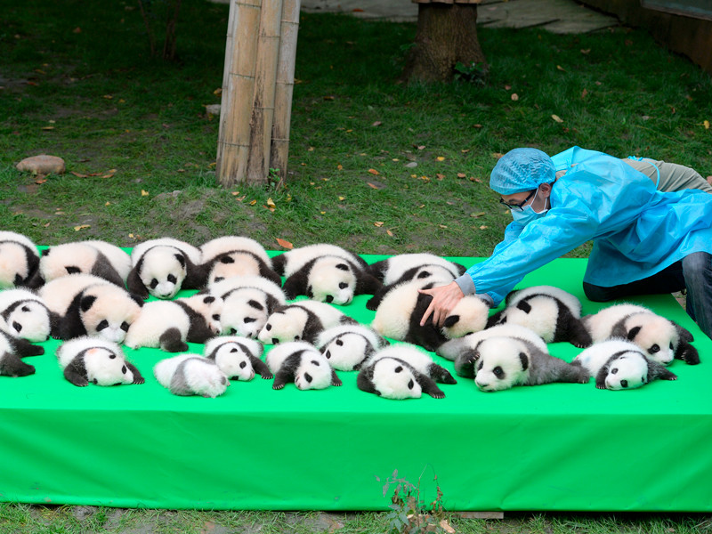 В Китае публике впервые показали сразу 23 панды, родившихся в 2016 году